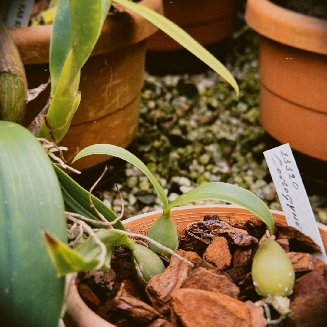 Orchid Image 1